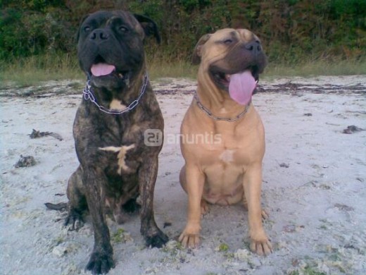 otto y yara descansando 